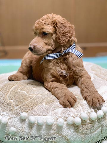 �X�^���_�[�h�v�[�h���@���b�h